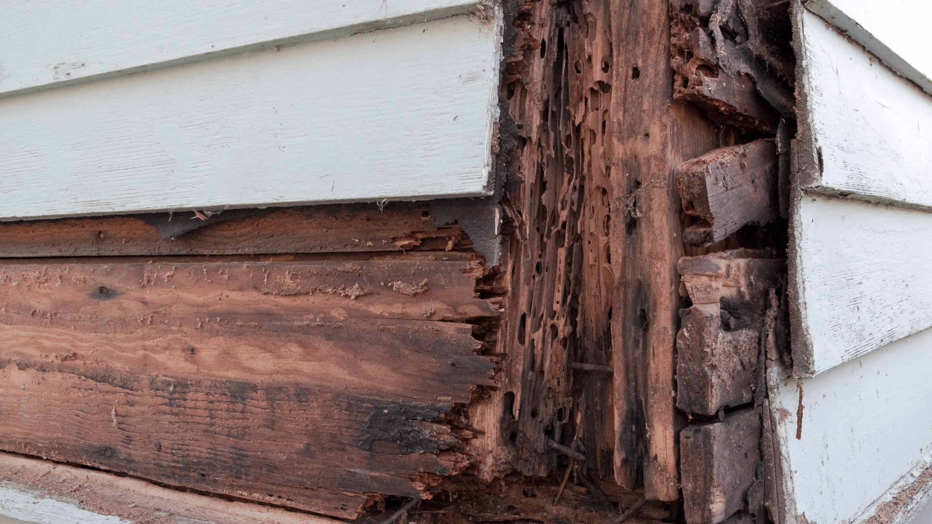 Wood rot A
